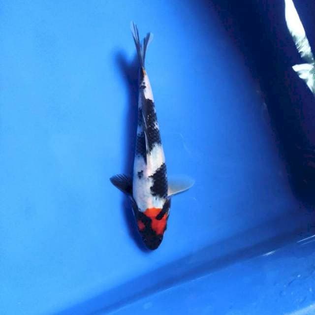 Tancho Showa 18cm