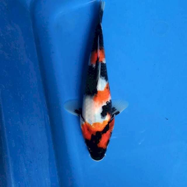 Maruten Showa 21cm