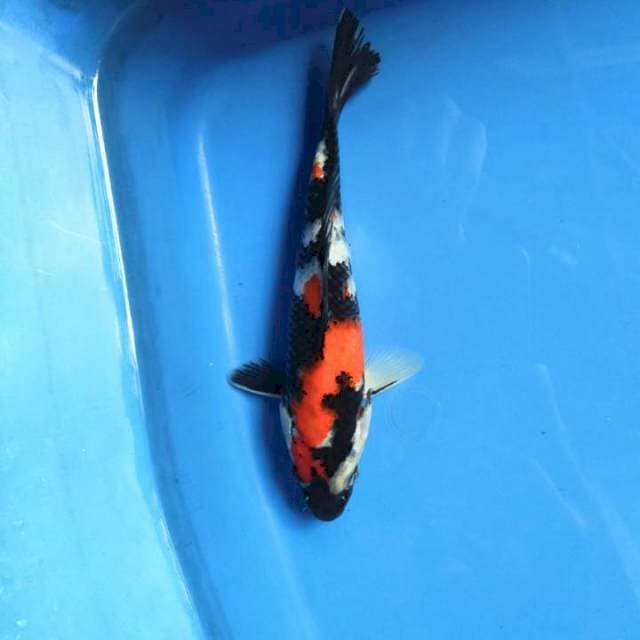 Showa sanshoku 18cm