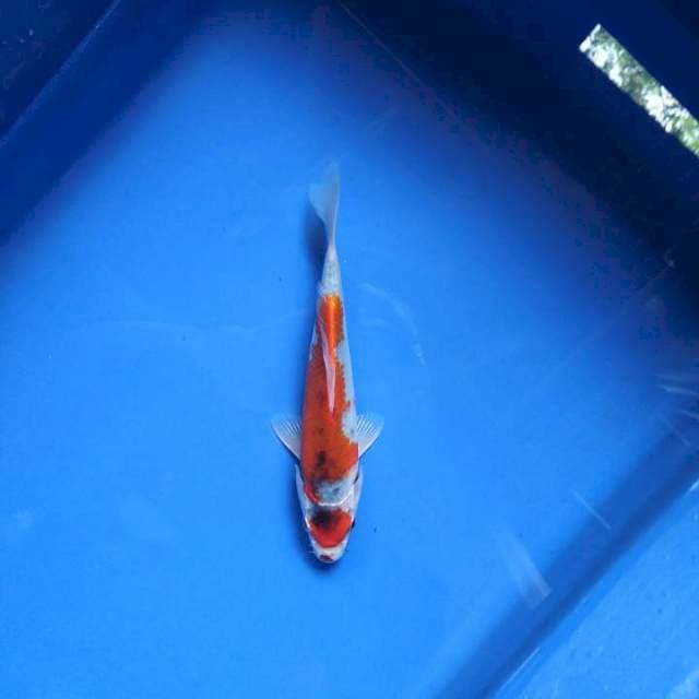 Maruten goshiki 17cm