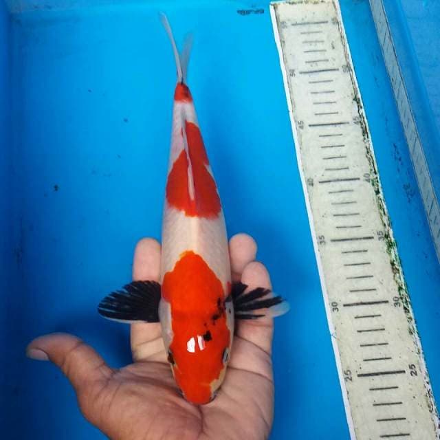 Showa merah merona