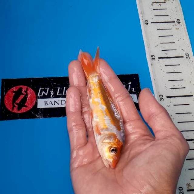 Shusui F1 Konishi