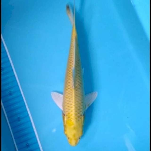 Yamabuki ogon