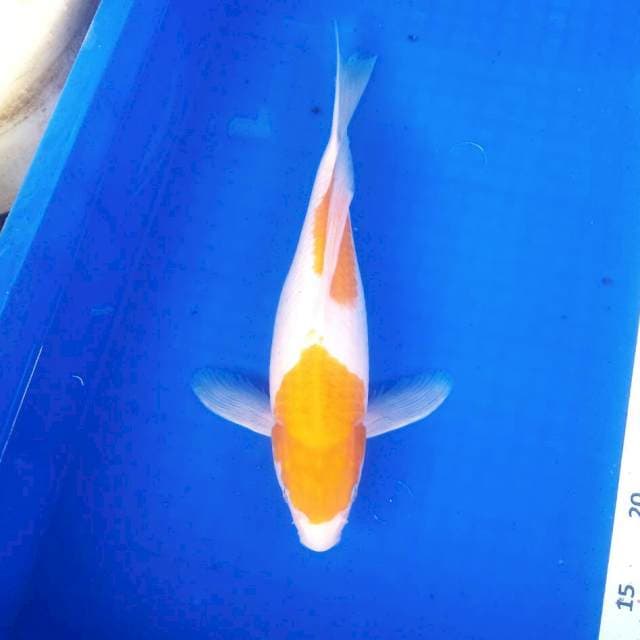 Kohaku Kuning Slayer # 33cm