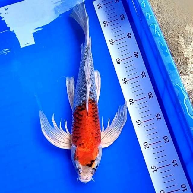 Kumpay Kujaku # 42cm Male