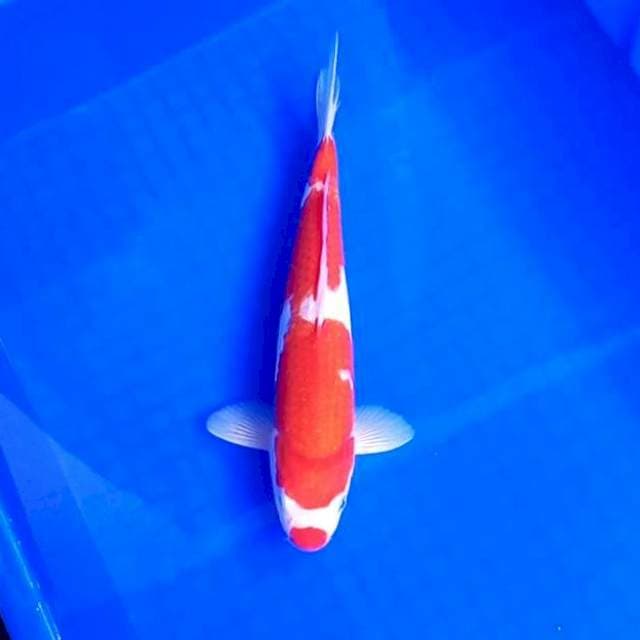 Kucibeni kohaku*30cm