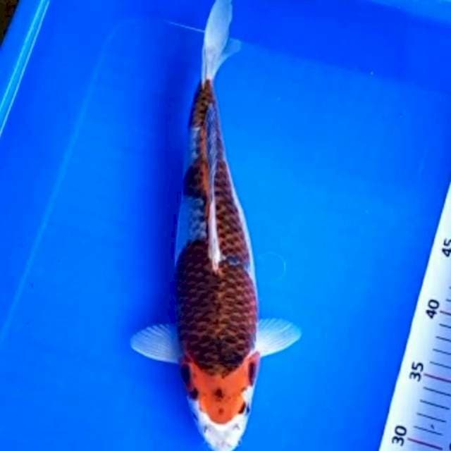 Goromo goshiki*33cm