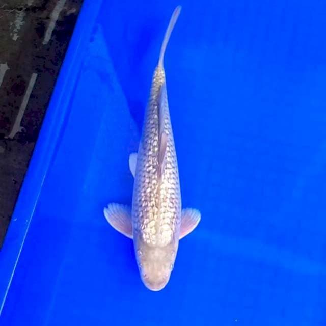 Soragoi full Ginrin # 32cm Male