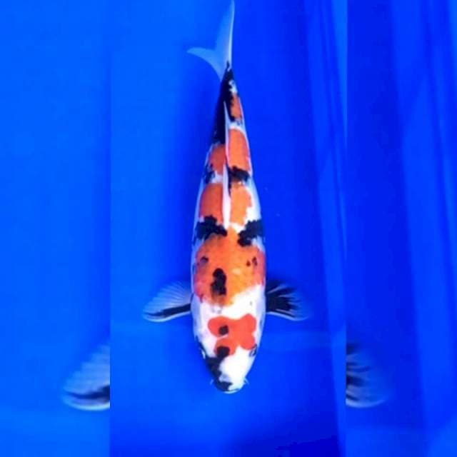 Showa ciamik 33 cm