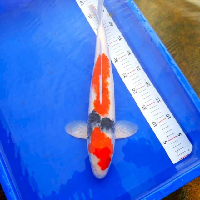 Jumbo Showa Popular # 48cm Male