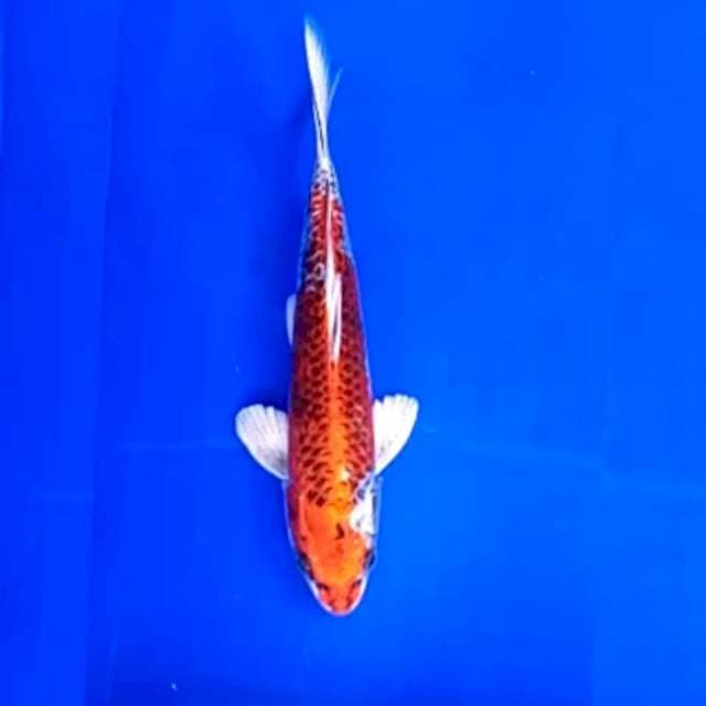 Kujaku 29cm