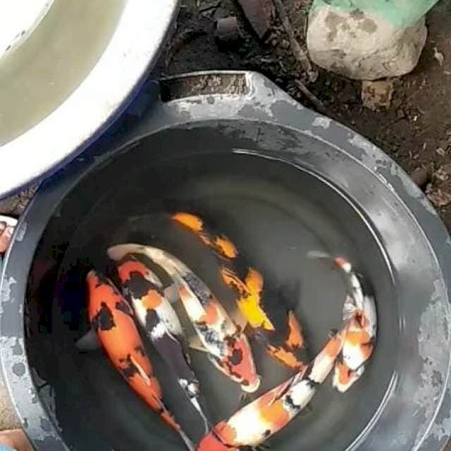 Utsuri 32 cm 