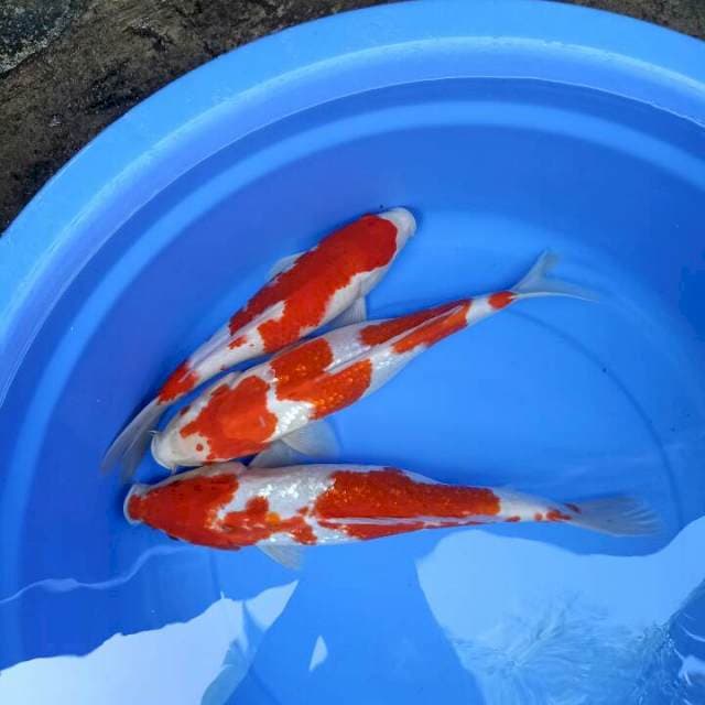 Kohaku 35cm-42cm 3 ekor