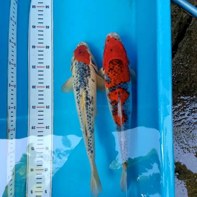 Goshiki 35cm-38cm 2 ekr