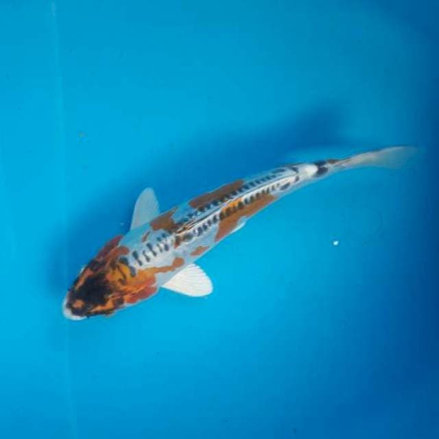 25 cm hei