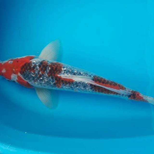 35 cm