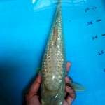 Soragoi ginrin 37cm