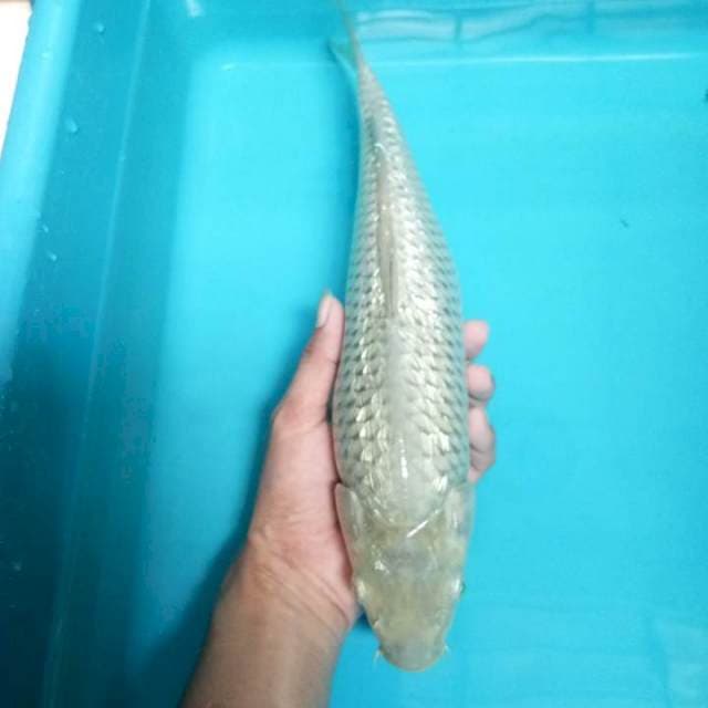 Soragoi ginrin 38cm