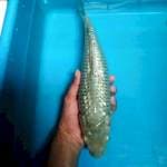 Soragoi ginrin 38cm