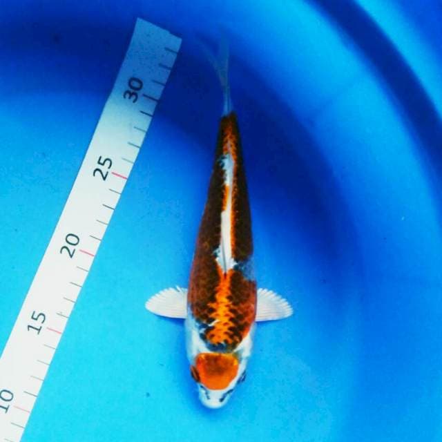 Maruten kujaku josss 20cm