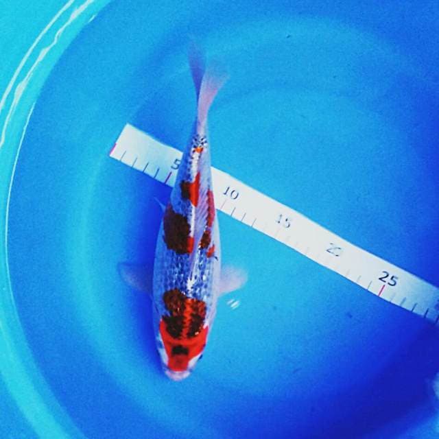 Goshiki ginrin male 25cm