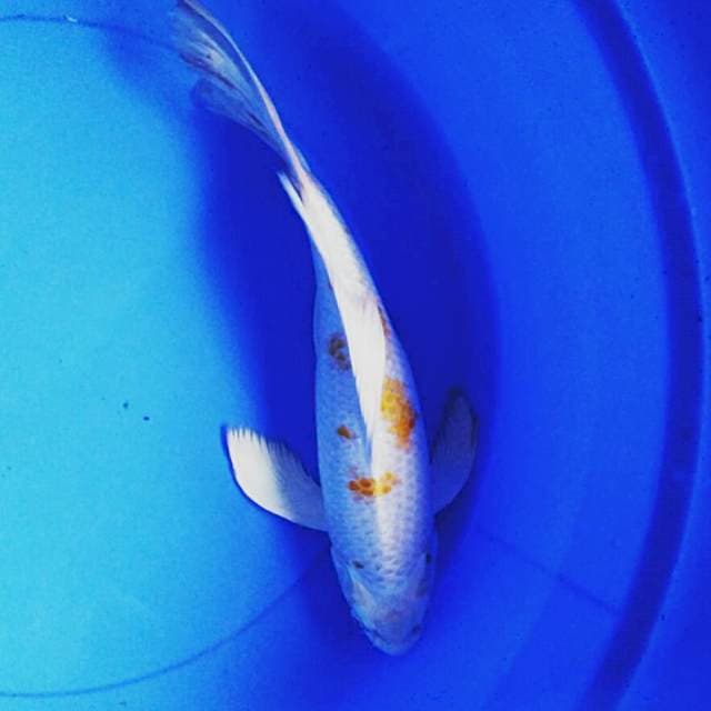 Kumpay 35cm male