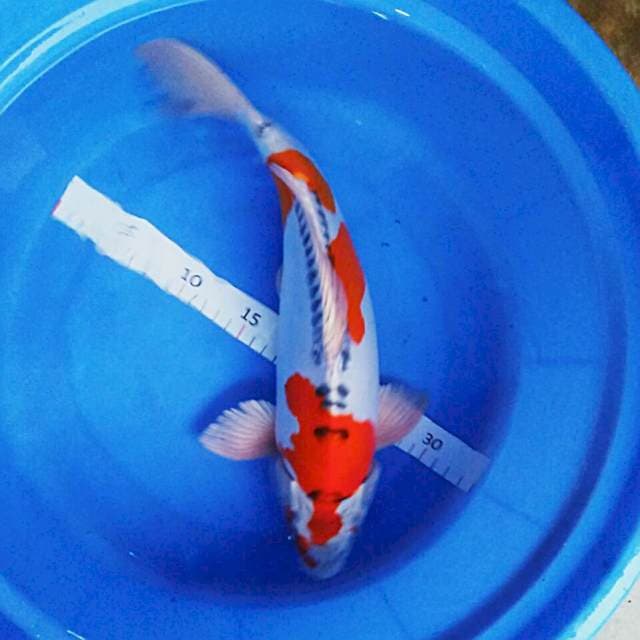 Kujaku doit 38cm male