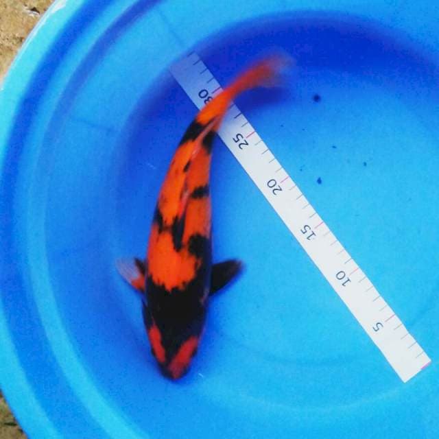 Hi utsuri 30cm male