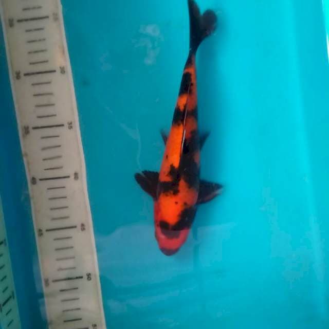 Hi Utsuri, 22 cm