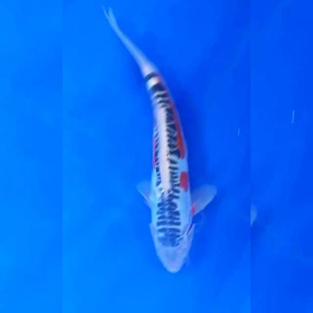 Shusui 25cm
