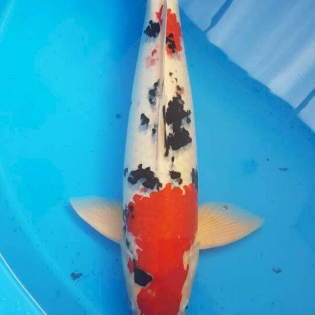 Sanke F1 Torpedo 