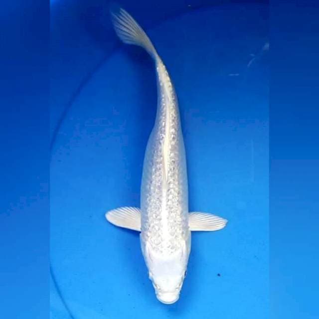 Platinum ginrin