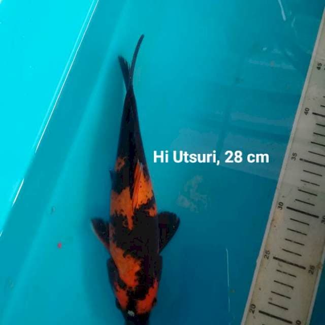 Hi Utsuri, 28 cm