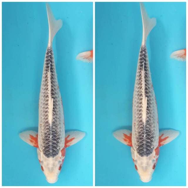 ASAGI YAHUUD