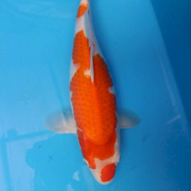 Kohaku Tosai F1 Jumbo