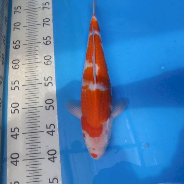 Kohaku F1 Jumbo