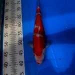 Kohaku F1 Jumbo