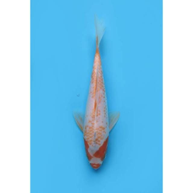 Asagi Kanoko - 22cm