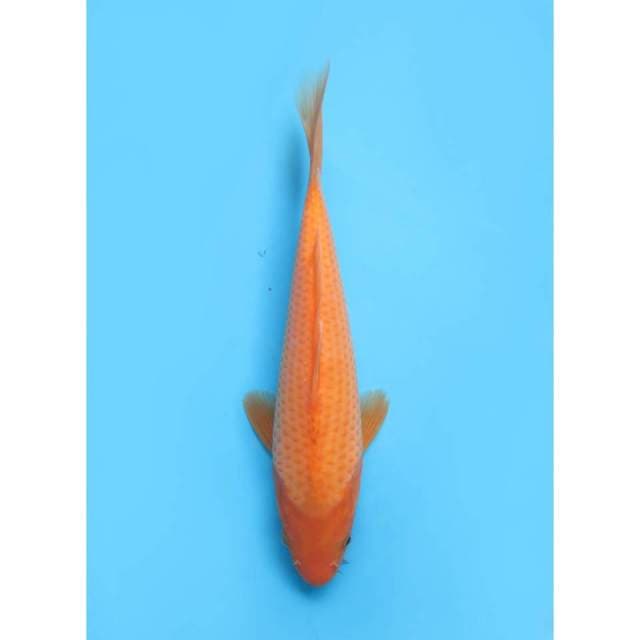Aka Matsuba - 23cm