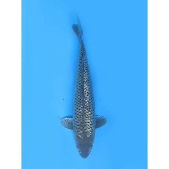 F1 Soragoi Full Ginrin (tidak bocor) - 44cm Male