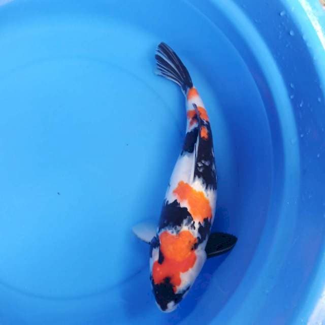 Showa 40cm