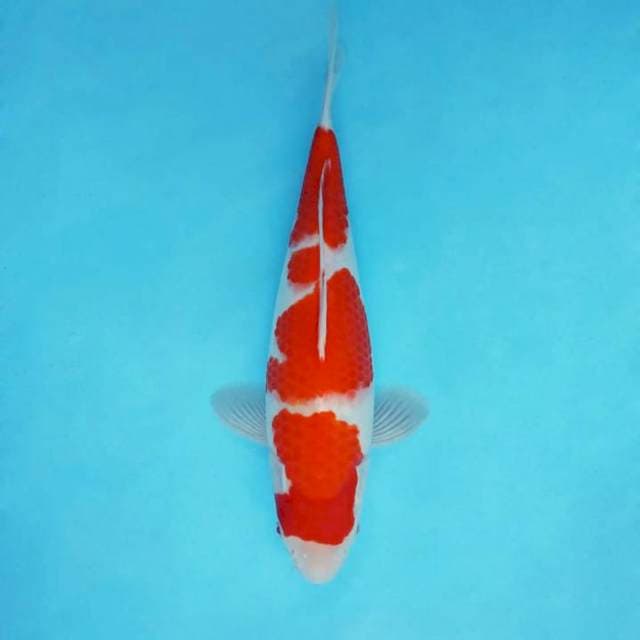 AYANA 7 - KOHAKU ®