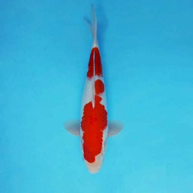 AYANA 9 - KOHAKU ®