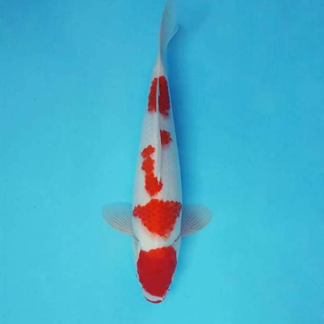 AYANA 10 - KOHAKU ®