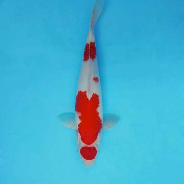 AYANA 12 - MARUTEN KOHAKU ®