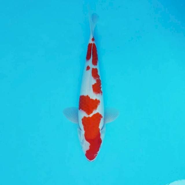 AYANA 13 - KOHAKU ®