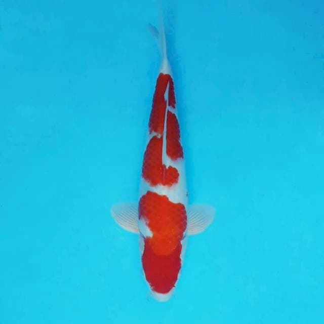 AYANA 14 - KOHAKU ®