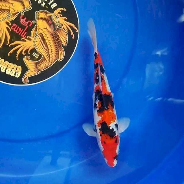 Genkoi 023 ~ Sanke