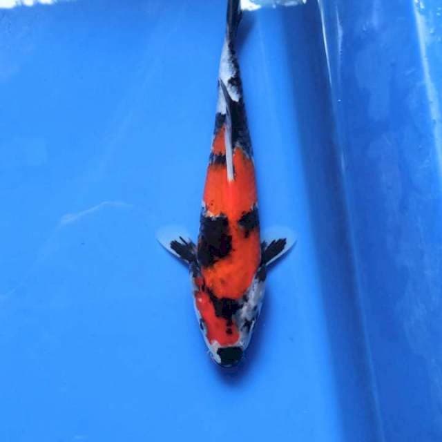 Showa 19cm
