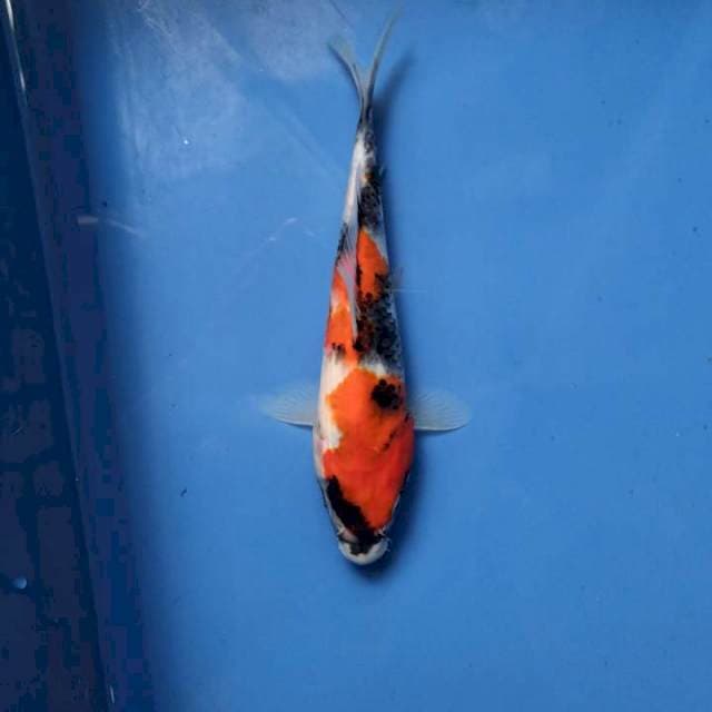 Tategoi Showa 19cm